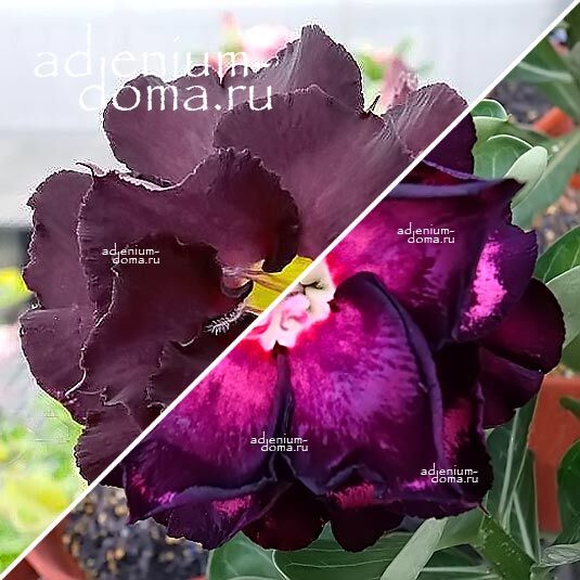 Adenium Адениум Hybrid NEW-96 X NEW-86