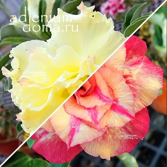 Adenium Адениум Hybrid NEW-91 X NEW-70