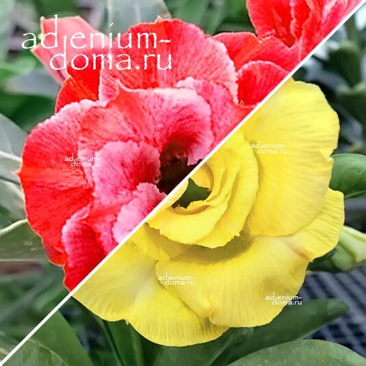 Adenium Адениум Hybrid NEW-92 X NEW-107