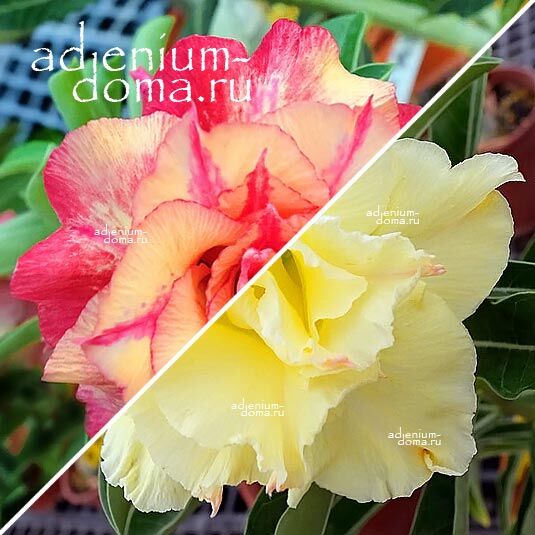 Adenium Адениум Hybrid NEW-70 X NEW-91