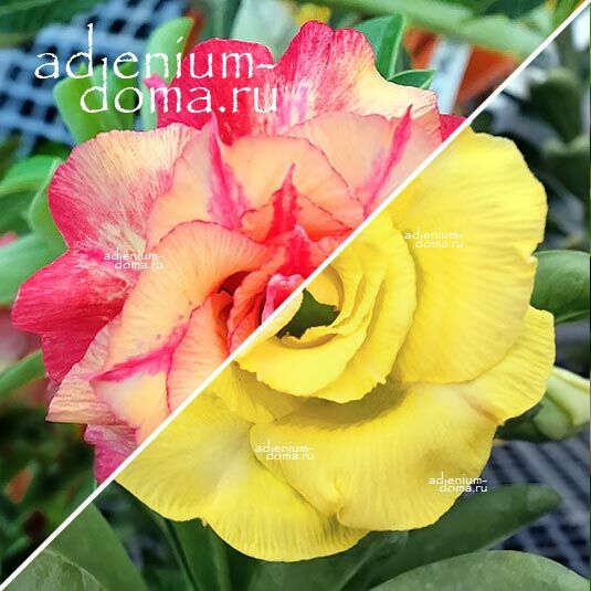 Adenium Адениум Hybrid NEW-70 X NEW-107