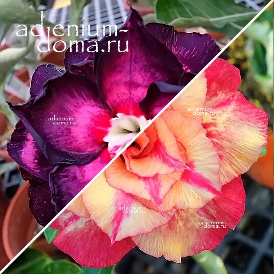 Adenium Адениум Hybrid NEW-86 X NEW-70