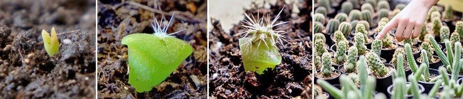 набор семян кактус ростки кактусов из семян