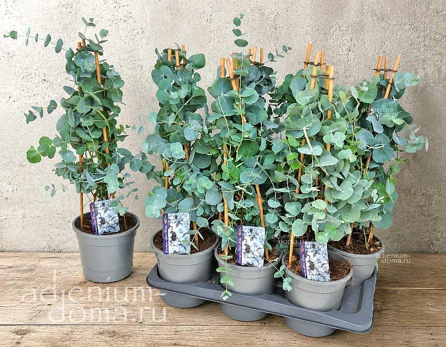 Eucalyptus PULVERULENTA Эвкалипт припудренный Eucalyptus cordata 1