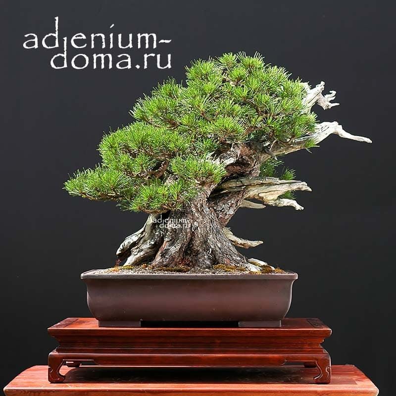 Pinus MUGO MONTANA Сосна горная Монтана bonsai 2