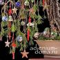 Callistemon SPECIOSUS (Каллистемон) 3