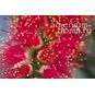 Callistemon SPECIOSUS (Каллистемон) 4