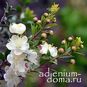 Myrtus COMMUNIS (Мирт) 2