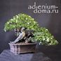 Myrtus COMMUNIS (Мирт) 3