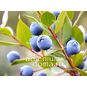 Myrtus COMMUNIS (Мирт) 4