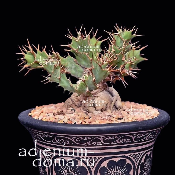 Euphorbia CACTUS TORTIRAMA Молочай Кактус Тортирама Эуфорбия 1