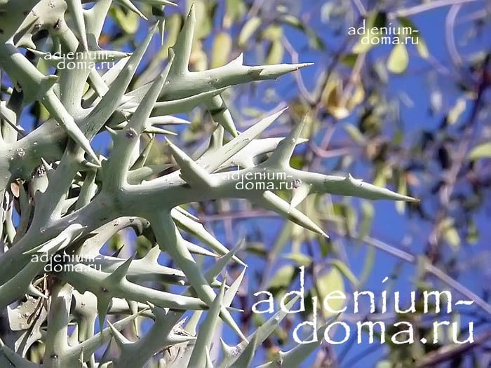 Euphorbia STENOCLADA Молочай узковеточный Эуфорбия 2