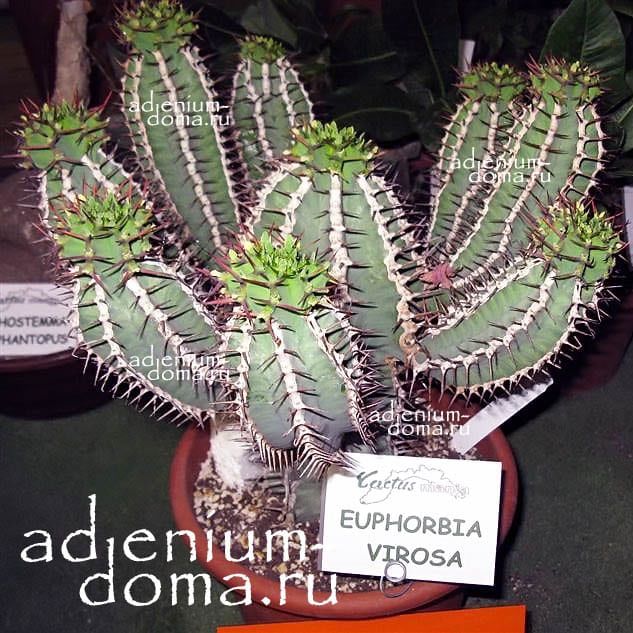 Euphorbia VIROSA Молочай ядовитый Эуфорбия 3
