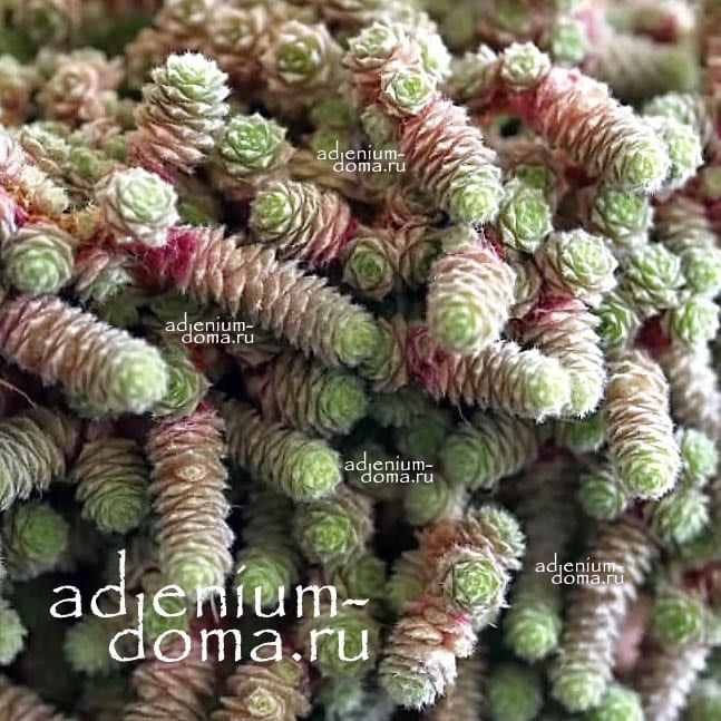 Sedum HUMIFUSUM Седум стелющийся Очиток 2