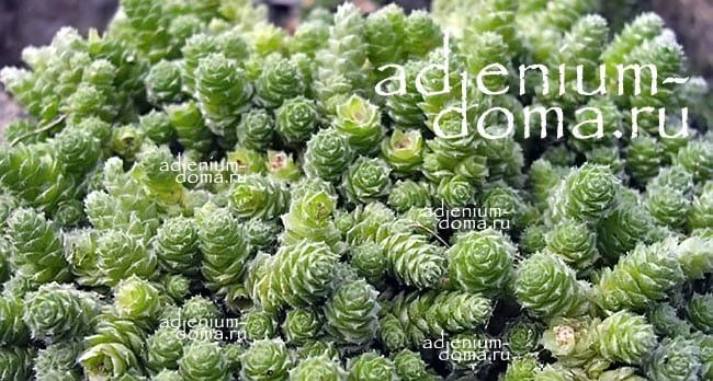 Sedum HUMIFUSUM Седум стелющийся Очиток 3