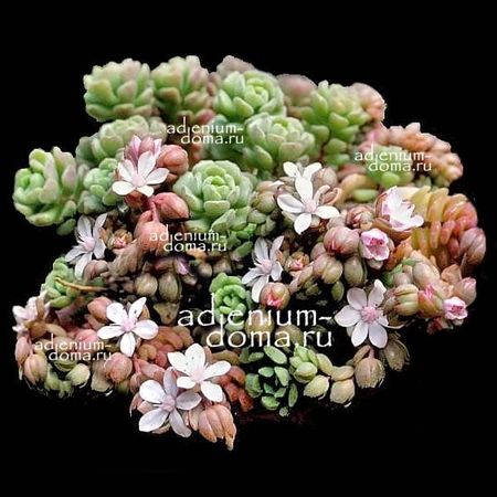 Sedum VERSADENSE (Chontalense, Седум, Очиток)