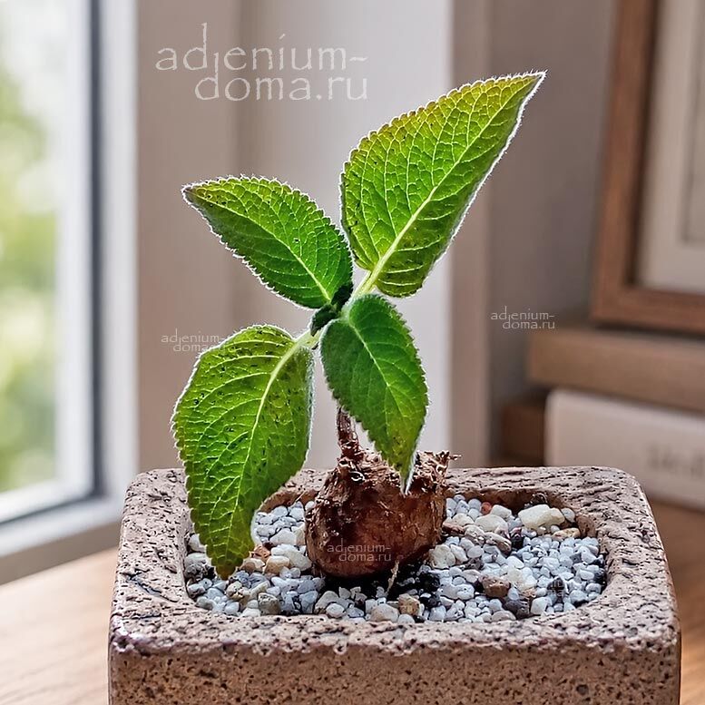 Sinningia SELLOVII Rechsteineria Gesneria COCCINEA Синнингия Селлова Рехштейнерия Зеллова Геснерия алая 2