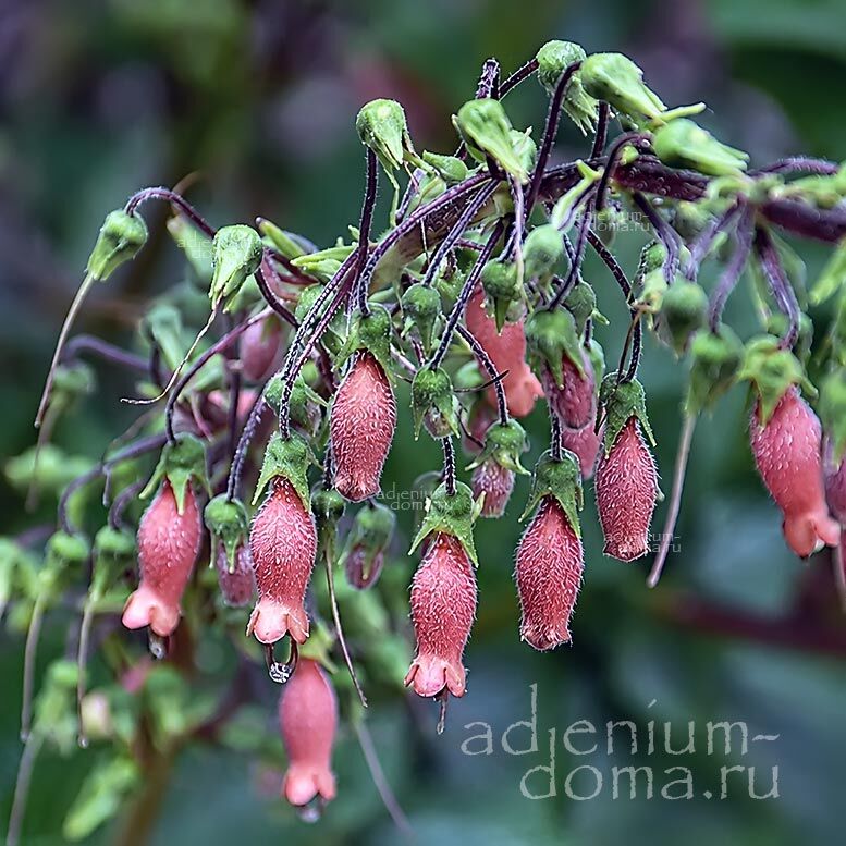 Sinningia SELLOVII Rechsteineria Gesneria COCCINEA Синнингия Селлова Рехштейнерия Зеллова Геснерия алая 3