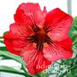 Adenium Obesum Desert Rose FANCY GIRL 4