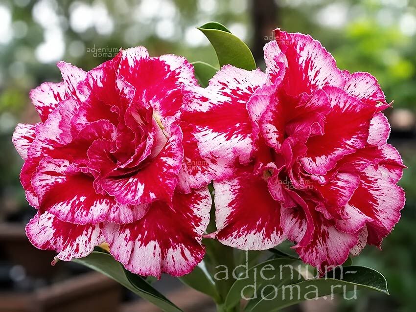 Adenium Obesum Triple SAMBA QUEEN
