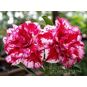 Adenium Obesum Triple Flower SAMBA QUEEN 4