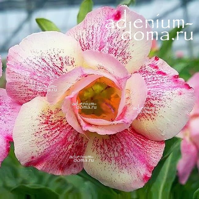 Adenium Obesum Double PINK PANTHER