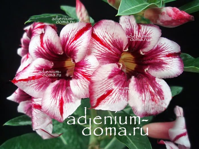 Adenium Obesum PURPLE FAIRY