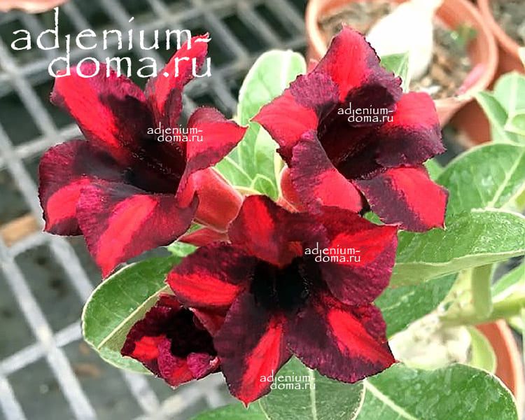 Adenium Obesum BLACK CURRANT