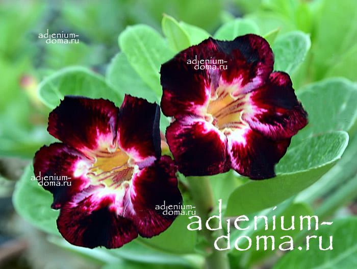 Adenium Obesum BLACK CLUB