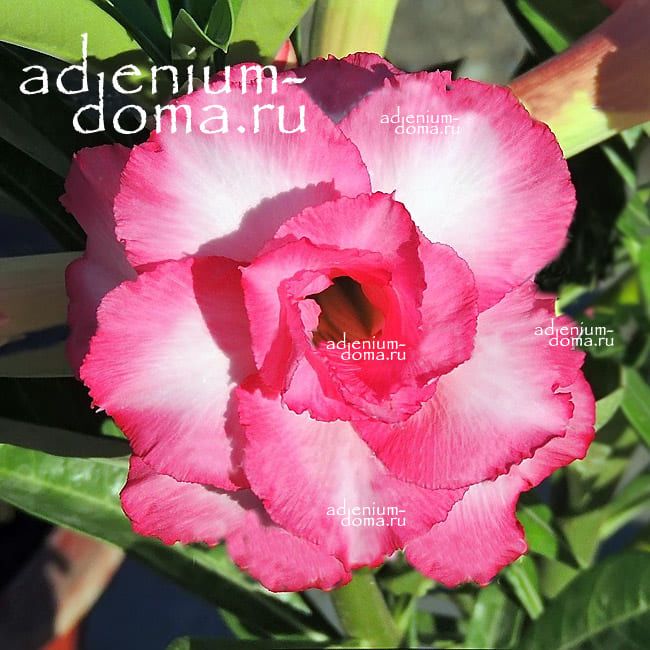 Adenium Obesum Triple PINK LOVER