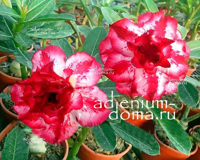 Adenium Obesum Triple FASCINATION DREAM