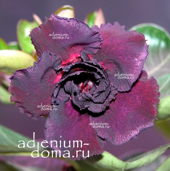 Adenium Obesum Triple BLACK PEARL