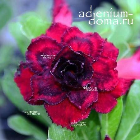 Adenium Obesum Triple BLACK DRAGON