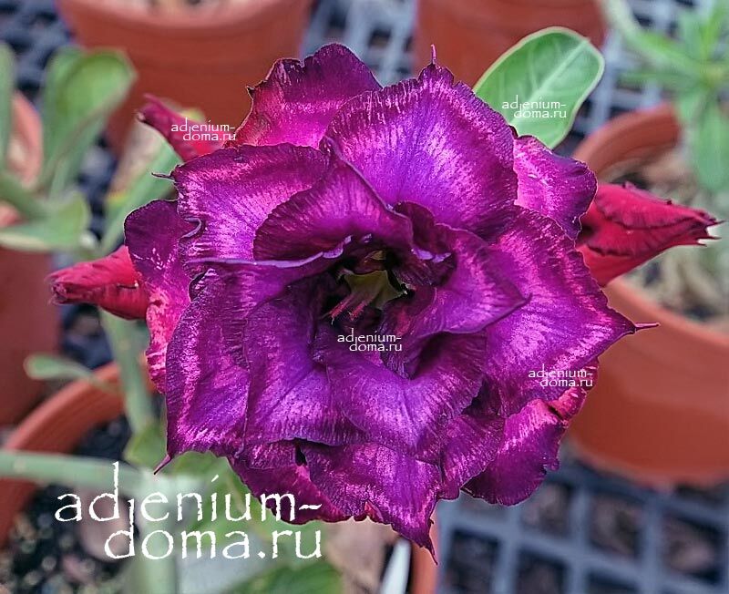 Adenium Obesum Triple NEW-127