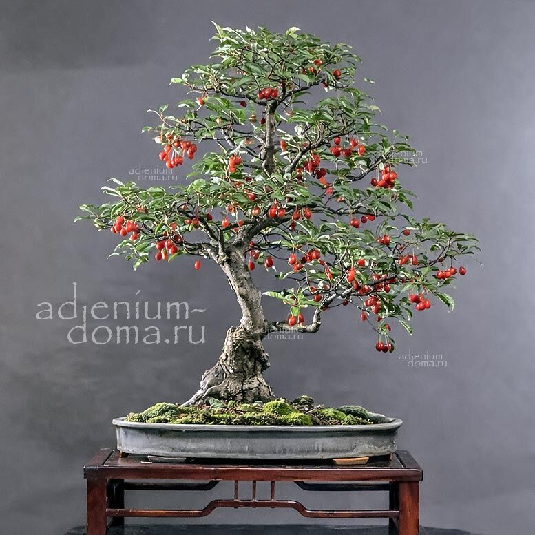 Elaeagnus MULTIFLORA Лох многоцветковый Гуми 3