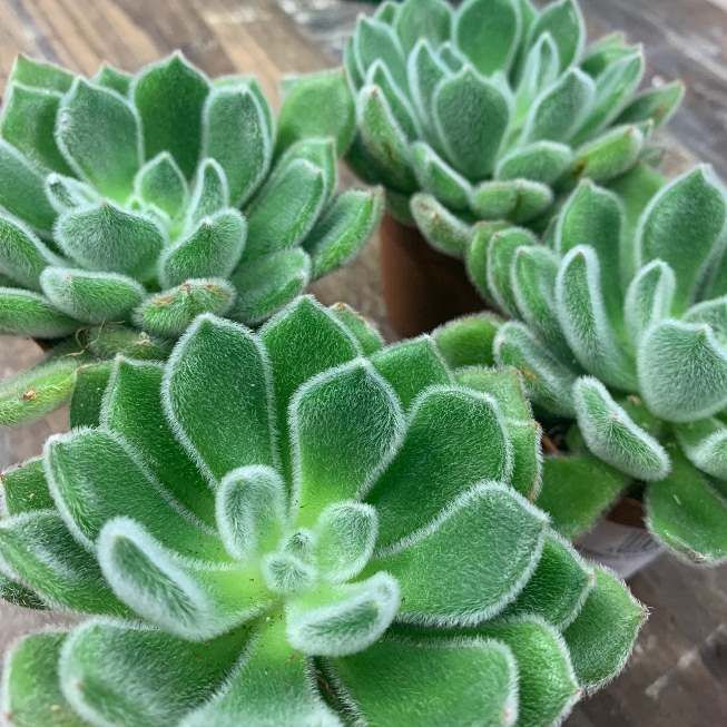 Растение Echeveria SETOSA Эхеверия щетинистая 3