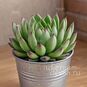 Растение Echeveria COSTARII (Эхеверия, Эчеверия) 4