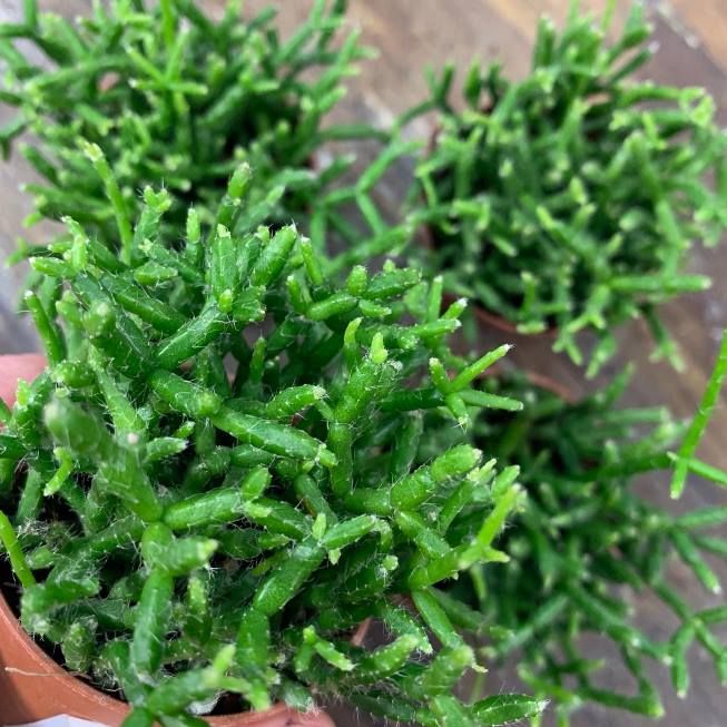 Растение Rhipsalis CEREUSCULA Рипсалис цереусовидный 1