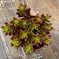 Растение Sedum RUBROTINCTUM I (Седум, Очиток) 4