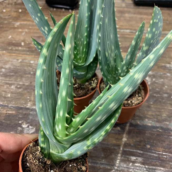Растение Aloe MIX I Алоэ Микс I 2