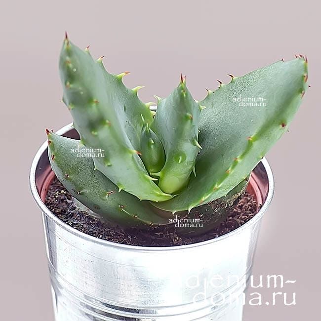 Растение Aloe MIX II Алоэ Микс II 1