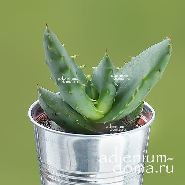 Растение Aloe MIX II Алоэ Микс II 2