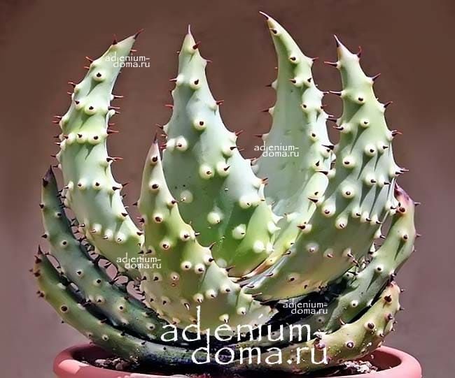 Растение Aloe MIX III Алоэ Микс III 3