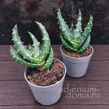 Растение Aloe ACULEATA (Алоэ)