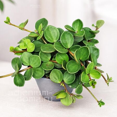 Растение ⌀ 6 Peperomia TETRAPHYLLA HOPE (Пеперомия)