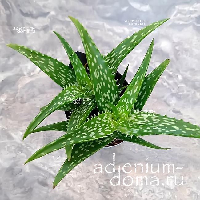 Растение Aloe MIX V Алоэ Микс V 1