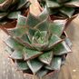 Растение Echeveria PURPUSORUM (Эхеверия, Эчеверия) 4