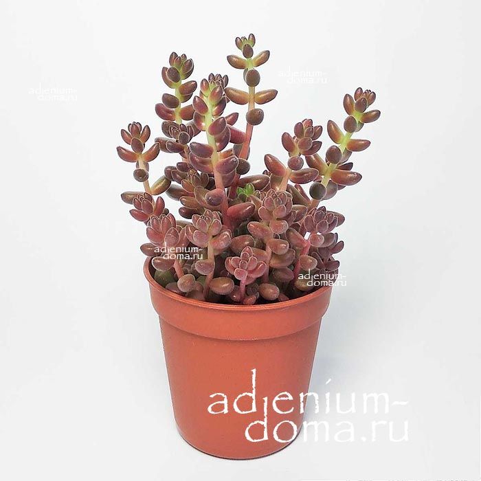 Растение Sedum STAHLII Седум Сталя Очиток 1