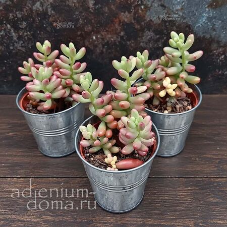 Растение ⌀ 5 Sedum RUBROTINCTUM 'AURORA' (Седум, Очиток)