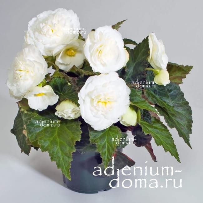 Begonia FORTUNE WHITE x tuberhybrida Бегония клубневая гибридная F1 1